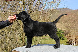 BisherigeWuerfeAzuma BisherigeWuerfeAzuma