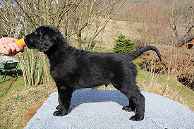 BisherigeWuerfeMattes BisherigeWuerfeMattes