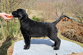 BisherigeWuerfeOtto BisherigeWuerfeOtto