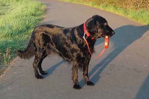 PleasureInMemoriam2 PleasureInMemoriam2